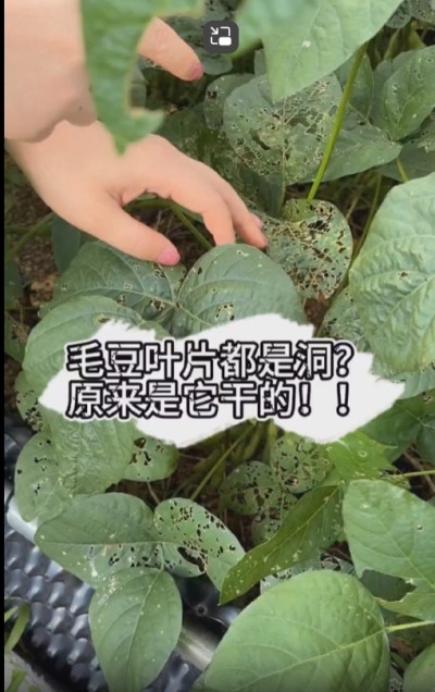 毛豆叶片都是洞，原来不是青虫吃的？