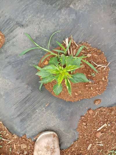 下雨过后的辣椒疾病
