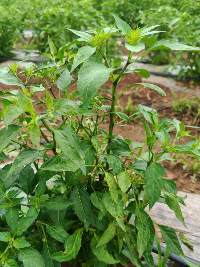http://st-static1.ssggbxj.com/forums/2025/06/20/17504228899446.jpeg