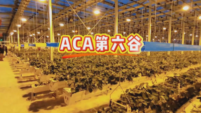 #ACA第六谷 模式，打造#ACA作物工厂，规划建园到栽培种植水肥管理一站式服务！#可控农业 #华维集团