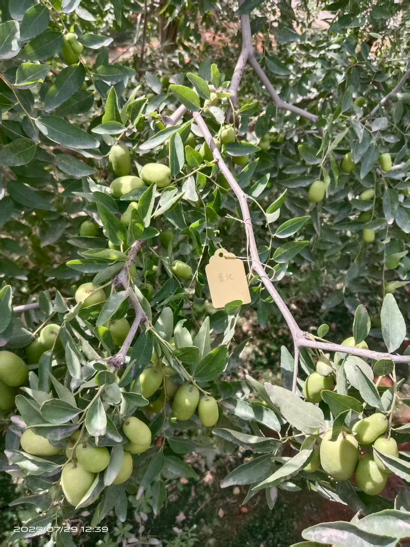 这是棵黄化树，艾乐根处理，100毫升，树盘开浅沟（10㎝），兑水35斤冲施，埋沟。现在产量很棒