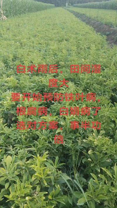 雨期过后白术病害要防治了
预防铁叶病，白娟病
现在也进入了膨大期
可以打膨大的