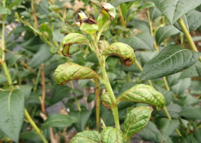蓝莓蓟马微小难察，危害叶片嫩梢花果，需农物生化综合防治