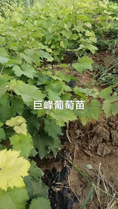 巨峰葡萄苗。一年扦插苗。需要联系。苗圃基地直销！需要联系18534302961