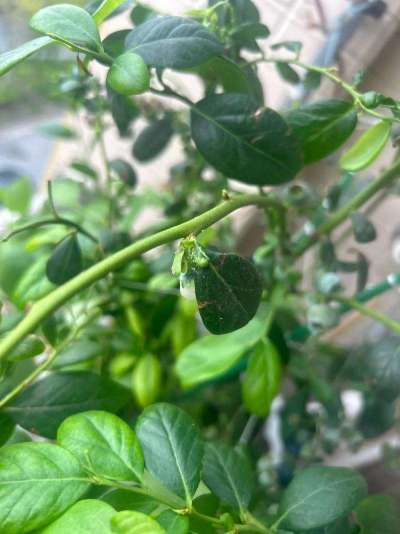 蓝莓白粉虱：从识别到防治的全指南