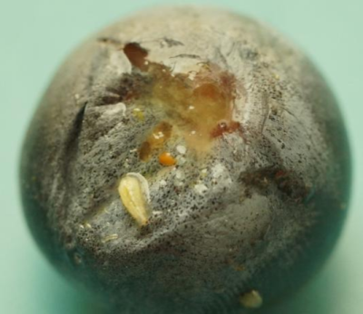 蓝莓果蝇危害大，综合防治要趁早，农物化生结合保蓝莓品质