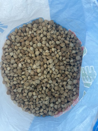 
**西北杏核&mdash;&mdash;来自大漠的自然馈赠**

在广袤的西北大地，阳光充足、昼夜温差