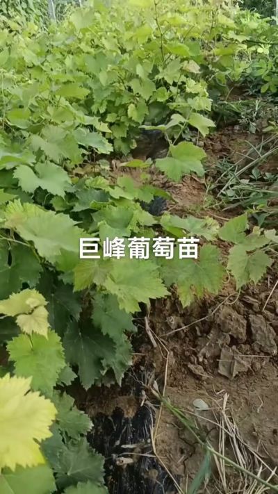 巨峰葡萄苗，优质种苗，一年扦插苗，需要联系18534302961