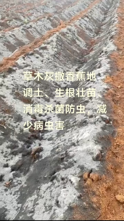 [太阳]纯植物草木灰源头厂家，草木灰广泛适用于各类农作物，是性价比很高的有机肥