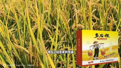多石粮-谷物小分子有机酸，田间表现。
剑叶挺拔，灌浆饱，千粒重，上粮快。