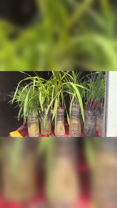 微生物菌剂，出厂前每克添加5亿微生物。最新实验生根育苗，保证不烧苗，促进毛细根增长，抑制病虫害，疏松土壤，保水保肥。近期需要用肥的老板提前联系，19331068337微信同步。