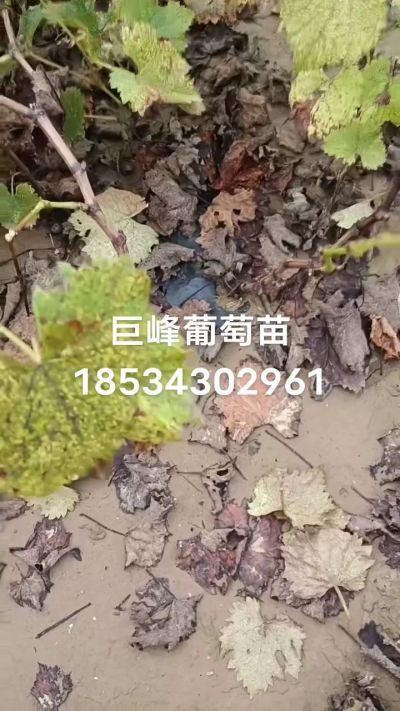 巨峰葡萄苗，一年扦插苗，苗圃基地直销！需要联系18534302961