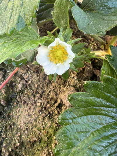 今年的碗苗上花快