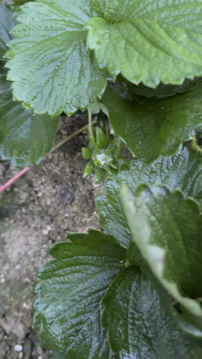 控不住就坏，控好了，比二冷冻快