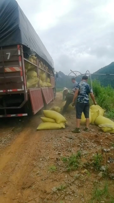 种植前先撒草木灰犁地，调节土壤，增加土壤肥力
#农业种植