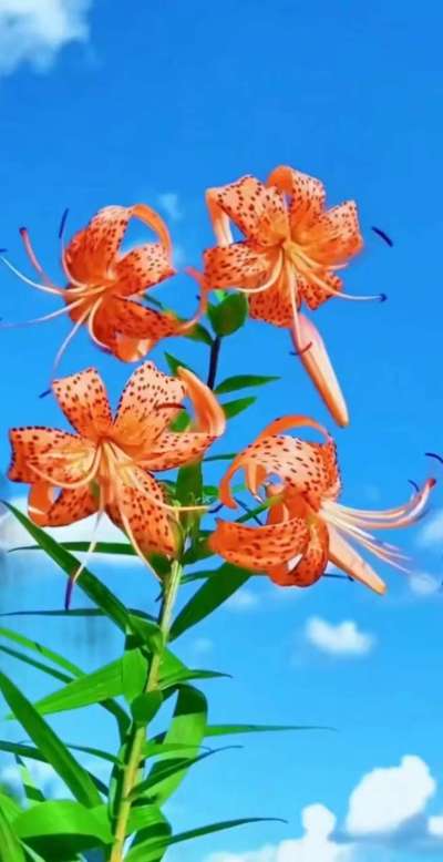 美丽的花散发幻清香，难己释怀。