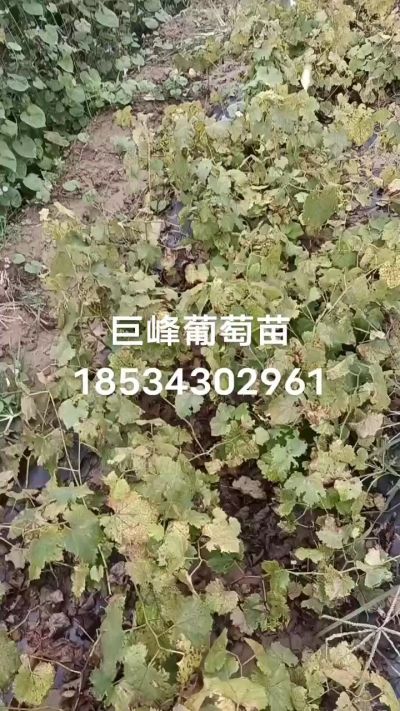 出售早熟巨峰葡萄苗。药用连翘苗，科研五号优质种苗，2/5年苗，药用连翘树，挂果树，全国包邮到家！财富密码18534302961