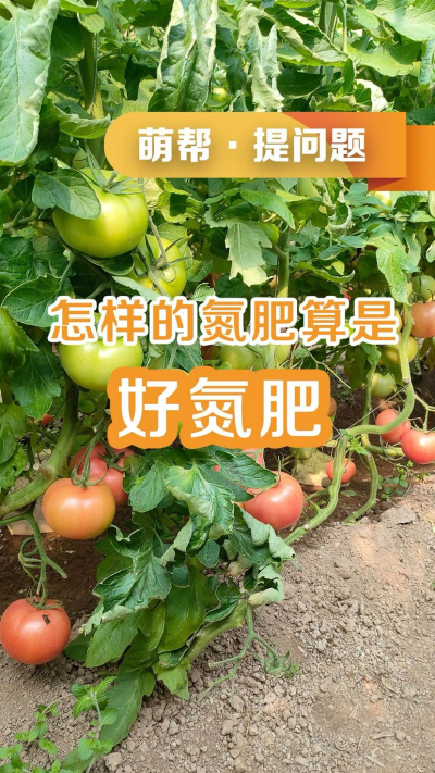 怎样的氮肥算是好氮肥