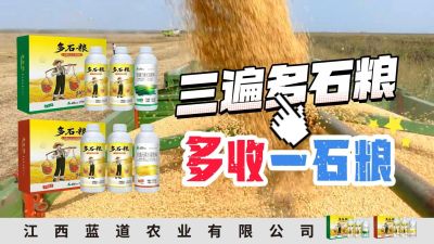 冬季种植，油菜，小麦，草莓等作物的，出现了除草剂药害，黄叶，僵苗，苗不长等问题，马上用多石粮，确保5天见到效果。