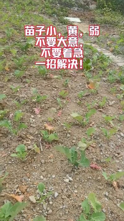 油菜苗子弱苗子小，就用多石粮，5天见效果。