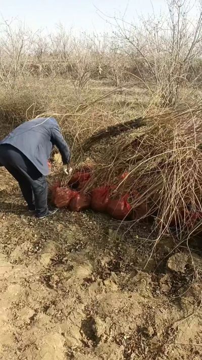 出售药用连翘苗，科研五号优质种苗，2/5年苗，药用连翘树，挂果树，全国包邮到家！财富密码18534302961出售药用连翘苗，科研五号优质种苗，2/5年苗，药用连翘树，挂果树，全国包邮到家！财富密码1
