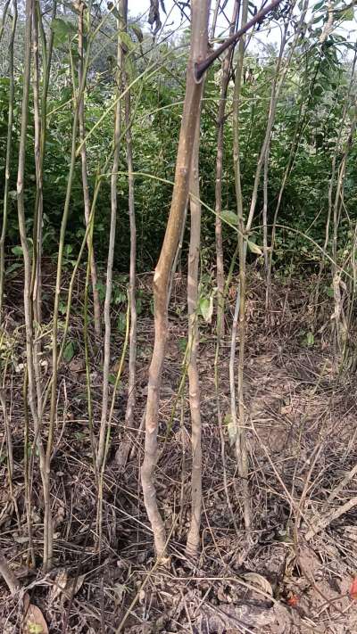 出售臭椿苗，巨峰葡萄苗。药用连翘苗，科研五号优质种苗，2/5年苗，药用连翘树，挂果树，全国包邮到家！财富密码18534302961