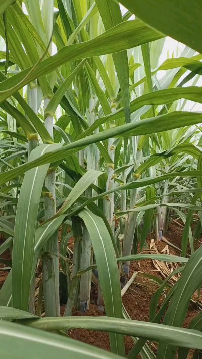 广西黑皮果蔗，从苗期到生长期全过程，高度，叶子长式