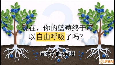 第3节：别把树&ldquo;憋死&rdquo;&mdash;&mdash;正确的定植与换盆手法,   课程：《蓝莓&ldquo;高产&rdquo;实战课：从选苗到丰收的10个关键点》