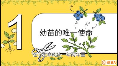 第6节：修剪决定产量（上）&mdash;&mdash;幼苗期与生长期修剪， 课程：《蓝莓&ldquo;高产&rdquo;实战课：从选苗到丰收的10个关键点》