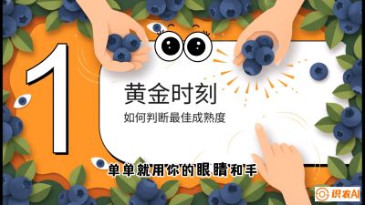 第10节：完美的&ldquo;果粉&rdquo;&mdash;&mdash;采摘时机与保鲜， 课程：《蓝莓&ldquo;高产&rdquo;实战课：从选苗到丰收的10个关键点》