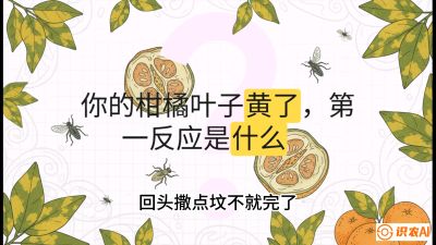 第一节：保命生死线&mdash;&mdash;黄龙病与木虱，课程：《柑橘十大病虫害：从入门到精通》