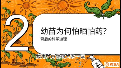 第02节：幼树管理&mdash;&mdash;&ldquo;防晒又防草，树势起得早&rdquo;，课程：《槟榔种植：从不懂到精通的10堂必修课》