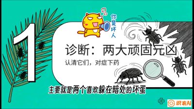 第06节：顽固虫害防治&mdash;&mdash;&ldquo;钻心虫与红蜘蛛，打准时间才服输&rdquo;《槟榔种植：从不懂到精通的10堂必修课》