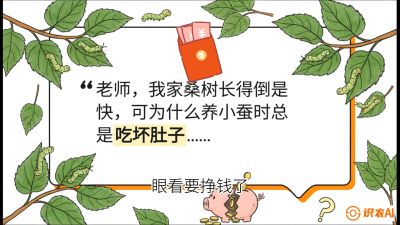 第01节：不仅仅是树&mdash;&mdash;顶级品种选配策略，课程：《桑海淘金：桑树高产与蚕桑安全进阶实战课》
