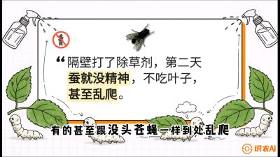 第05节：养蚕人的&ldquo;排雷战&rdquo;&mdash;&mdash;除草剂的生死禁忌，课程：《桑海淘金：桑树高产与蚕桑安全进阶实战课》