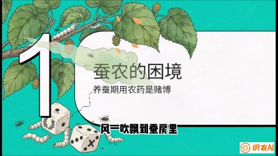 第06节：虫口夺叶（上）&mdash;&mdash;物理与生物防控绝技，课程《桑海淘金：桑树高产与蚕桑安全进阶实战课》