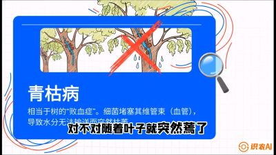 第08节：看不见的杀手&mdash;&mdash;青枯病与萎缩病，课程：《桑海淘金：桑树高产与蚕桑安全进阶实战课》