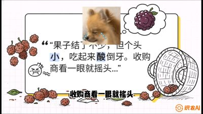 第10节：甜蜜的科学&mdash;&mdash;膨大、增甜与转色，课程：《桑海淘金：桑树高产与蚕桑安全进阶实战课》