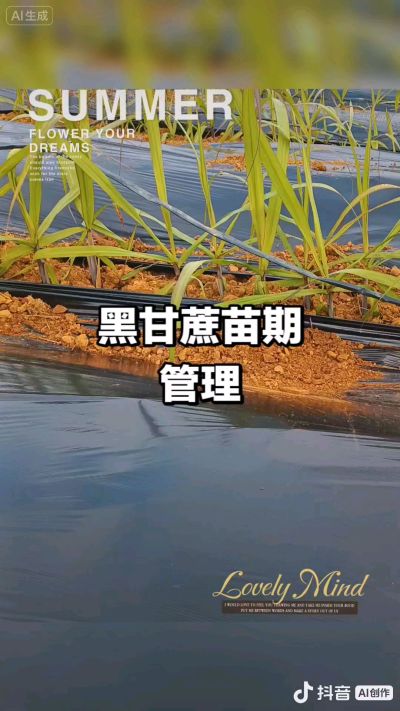 2025年11月份种下去的黑甘蔗苗