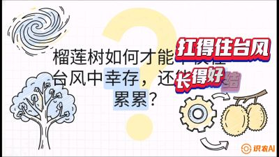 第四节：中国榴莲突围战：为生存重塑权型，抗台风矮化栽培与力学牵引，课程：《国产榴莲突围战：从泰国经验到中国实操的8堂必修课（高阶实战版）》