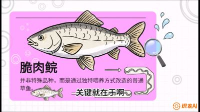 第六节：【老品升级&middot;脆肉鲩】如何让草鱼身价翻倍？，课程：《黄金鳞甲：2025中国淡水鱼高效养殖实战营》