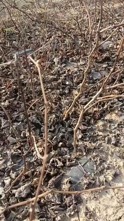 出售巨峰葡萄苗。药用连翘苗，科研五号优质种苗，2/5年苗，药用连翘树，挂果树，全国包邮到家！财富密码18534302961