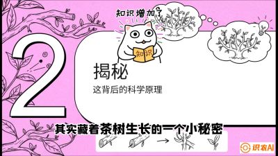 第04节（修剪篇）：树势复活术：从&ldquo;越剪越弱&rdquo;到&ldquo;枝繁叶茂&rdquo;的能量管理与夏秋茶逆袭，课程：《茶金时代：从&ldquo;看天吃饭&rdquo;到&ldquo;精准控局&rdquo;的茶叶高产提质实战课》