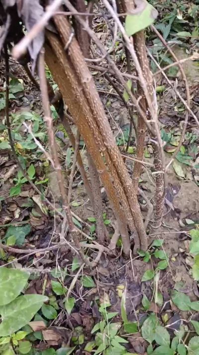 出售药用连翘苗，科研五号优质种苗，2/5年苗，药用连翘树，挂果树，全国包邮到家！财富密码18534302961出售药用连翘苗，科研五号优质种苗，2/5年苗，药用连翘树，挂果树，全国包邮到家！财富密码1