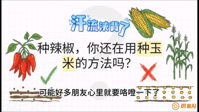 第1节：【品种定江山】工业辣椒vs小米辣：底肥公式与密度陷阱的&ldquo;百万生意经&rdquo;，课程：《辣椒种植实战特训营，从工业辣椒到精品小米辣，教你如何把&ldquo;草&rdquo;种成&ldquo;金&rdquo;》