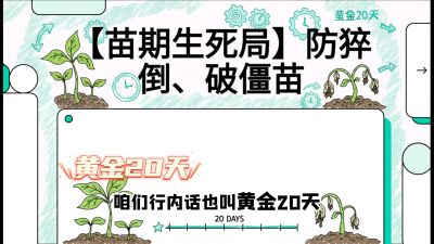 第2节：【苗期生死局】防猝倒、破僵苗，决定后期产量的&ldquo;黄金20天&rdquo;，课程：《辣椒种植实战特训营，从工业辣椒到精品小米辣，教你如何把&ldquo;草&rdquo;种成&ldquo;金&rdquo;》