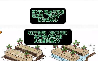 第二节： 整地与定植&mdash;&mdash;起垄是&ldquo;死命令&rdquo;，防涝是核心，课程：《辽宁树莓（海尔特兹）高产避坑实战课：从保苗到高价》
