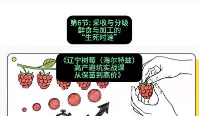 第六节： 采收与分级&mdash;&mdash;鲜食与加工的&ldquo;生死时速&rdquo;，课程：《辽宁树莓（海尔特兹）高产避坑实战课：从保苗到高价》