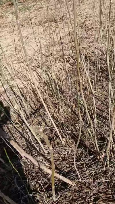 出售臭椿苗，巨峰葡萄苗。药用连翘苗，科研五号优质种苗，2/5年苗，药用连翘树，挂果树，全国包邮到家！财富密码18534302961