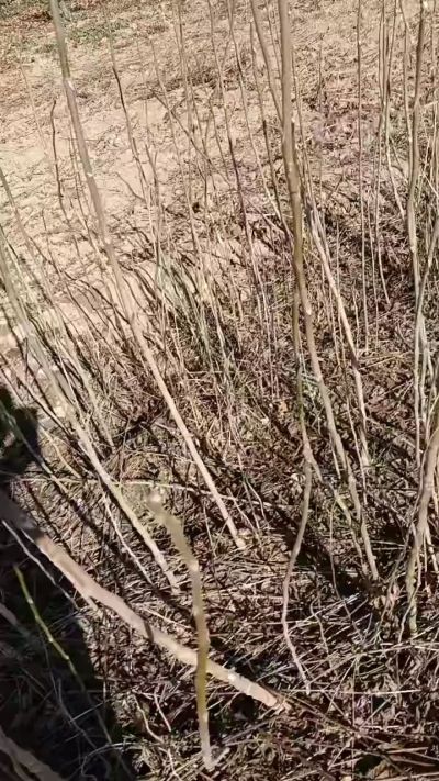 出售臭椿苗，巨峰葡萄苗。药用连翘苗，科研五号优质种苗，2/5年苗，药用连翘树，挂果树，全国包邮到家！财富密码18534302961